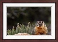 Framed Yellow Bellied Marmot In Great Basin National Park, Nevada