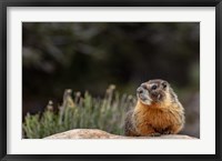 Framed Yellow Bellied Marmot In Great Basin National Park, Nevada