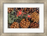 Framed Indian Paintbrush And Pine Cones In Great Basin National Park, Nevada