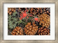 Framed Indian Paintbrush And Pine Cones In Great Basin National Park, Nevada
