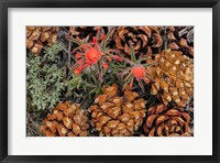 Framed Indian Paintbrush And Pine Cones In Great Basin National Park, Nevada