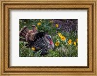 Framed Tom Turkey In Breeding Plumage In Great Basin National Park, Nevada