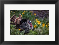 Framed Tom Turkey In Breeding Plumage In Great Basin National Park, Nevada