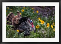 Framed Tom Turkey In Breeding Plumage In Great Basin National Park, Nevada
