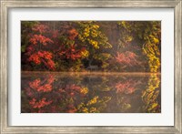 Framed New Jersey, Belleplain State Fores,t Autumn Tree Reflections On Lake