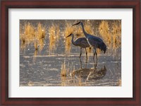 Framed Sandhill Cranes In Water