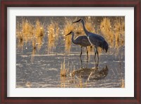 Framed Sandhill Cranes In Water