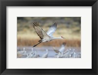 Framed Sandhill Crane Flying