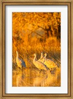 Framed Sandhill Cranes In Water At Sunrise