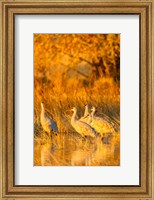 Framed Sandhill Cranes In Water At Sunrise