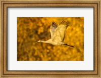 Framed Sandhill Crane Flying