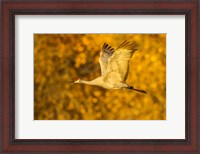 Framed Sandhill Crane Flying