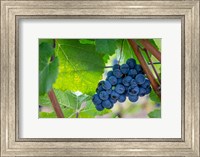 Framed Oregon, Elk Cove Winery Grapes On The Vine