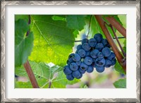 Framed Oregon, Elk Cove Winery Grapes On The Vine