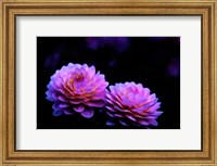 Framed Oregon,  Abstract Of Dahlias In Garden