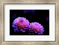 Framed Oregon,  Abstract Of Dahlias In Garden