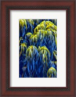 Framed Oregon, Bandon Abstract Photo Of Pacific Sea Kelp