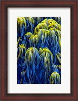 Framed Oregon, Bandon Abstract Photo Of Pacific Sea Kelp