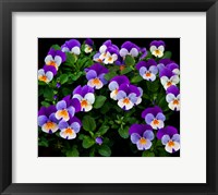 Framed Oregon, Coos Bay Purple Violas
