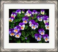 Framed Oregon, Coos Bay Purple Violas