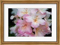 Framed Oregon, Shore Acres State Park Rhododendron Flowers Close-Up