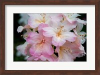 Framed Oregon, Shore Acres State Park Rhododendron Flowers Close-Up
