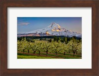 Framed Oregon Pear Orchard In Bloom And Mt Hood