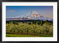 Framed Oregon Pear Orchard In Bloom And Mt Hood