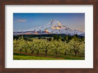 Framed Oregon Pear Orchard In Bloom And Mt Hood