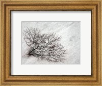 Framed Oregon, Coos Bay Abstract Of Sea Fan