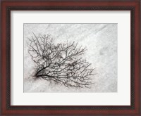 Framed Oregon, Coos Bay Abstract Of Sea Fan