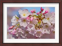 Framed Oregon, Coos Bay Akebono Cherry Blossoms Close-Up