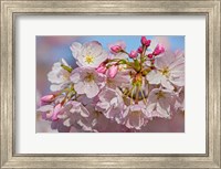 Framed Oregon, Coos Bay Akebono Cherry Blossoms Close-Up