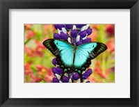 Framed Asian Tropical Swallowtail Butterfly, Papilio Larquinianus On Lupine, Bandon, Oregon