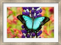 Framed Asian Tropical Swallowtail Butterfly, Papilio Larquinianus On Lupine, Bandon, Oregon
