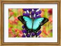 Framed Asian Tropical Swallowtail Butterfly, Papilio Larquinianus On Lupine, Bandon, Oregon