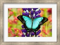 Framed Asian Tropical Swallowtail Butterfly, Papilio Larquinianus On Lupine, Bandon, Oregon