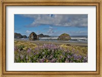 Framed Lupine Along Southern Oregon Coastline