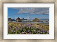 Framed Lupine Along Southern Oregon Coastline