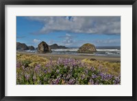 Framed Lupine Along Southern Oregon Coastline