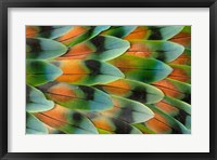 Framed Lovebird Tail Feather Pattern, Bandon, Oregon
