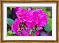 Framed Rose With Dew Drops After Rain, Shore Acres State Park, Oregon