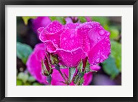 Framed Rose With Dew Drops After Rain, Shore Acres State Park, Oregon