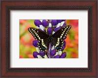 Framed Swallowtail Butterfly, Papilio Polyxenes On Lupine, Bandon, Oregon