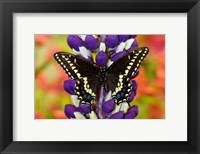 Framed Swallowtail Butterfly, Papilio Polyxenes On Lupine, Bandon, Oregon