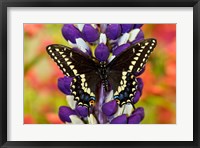 Framed Swallowtail Butterfly, Papilio Polyxenes On Lupine, Bandon, Oregon