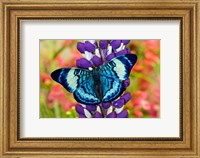 Framed Butterfly, Panacea Procilla On Lupine, Bandon, Oregon