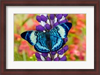 Framed Butterfly, Panacea Procilla On Lupine, Bandon, Oregon