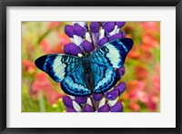 Framed Butterfly, Panacea Procilla On Lupine, Bandon, Oregon