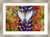Framed Eurytides Agesilaus Autosilaus Butterfly On Lupine, Bandon, Oregon